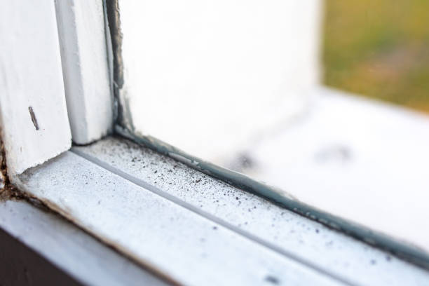 Professional Mold Removal in Auburn, AL
