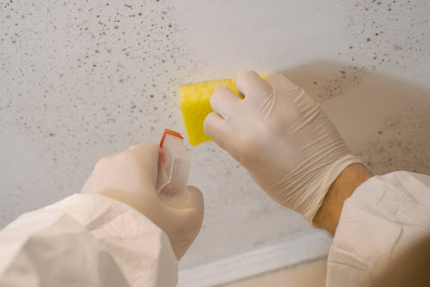 Environmental Consulting for Mold Prevention in Auburn, AL