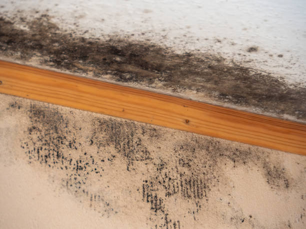 Best Mold Odor Removal Services  in Auburn, AL