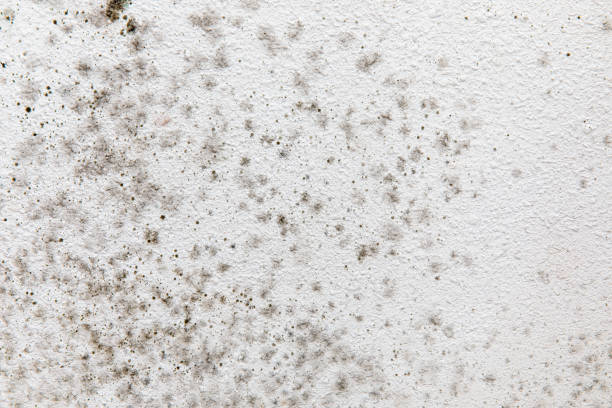 Best Mold Removal for HVAC Installations  in Auburn, AL