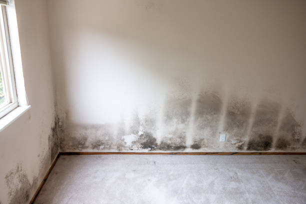 Best Mold Remediation for Healthcare Facilities  in Auburn, AL
