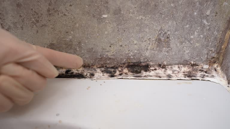 Best Commercial Mold Inspection  in Auburn, AL